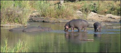 Nijlpaarden Krugerpark